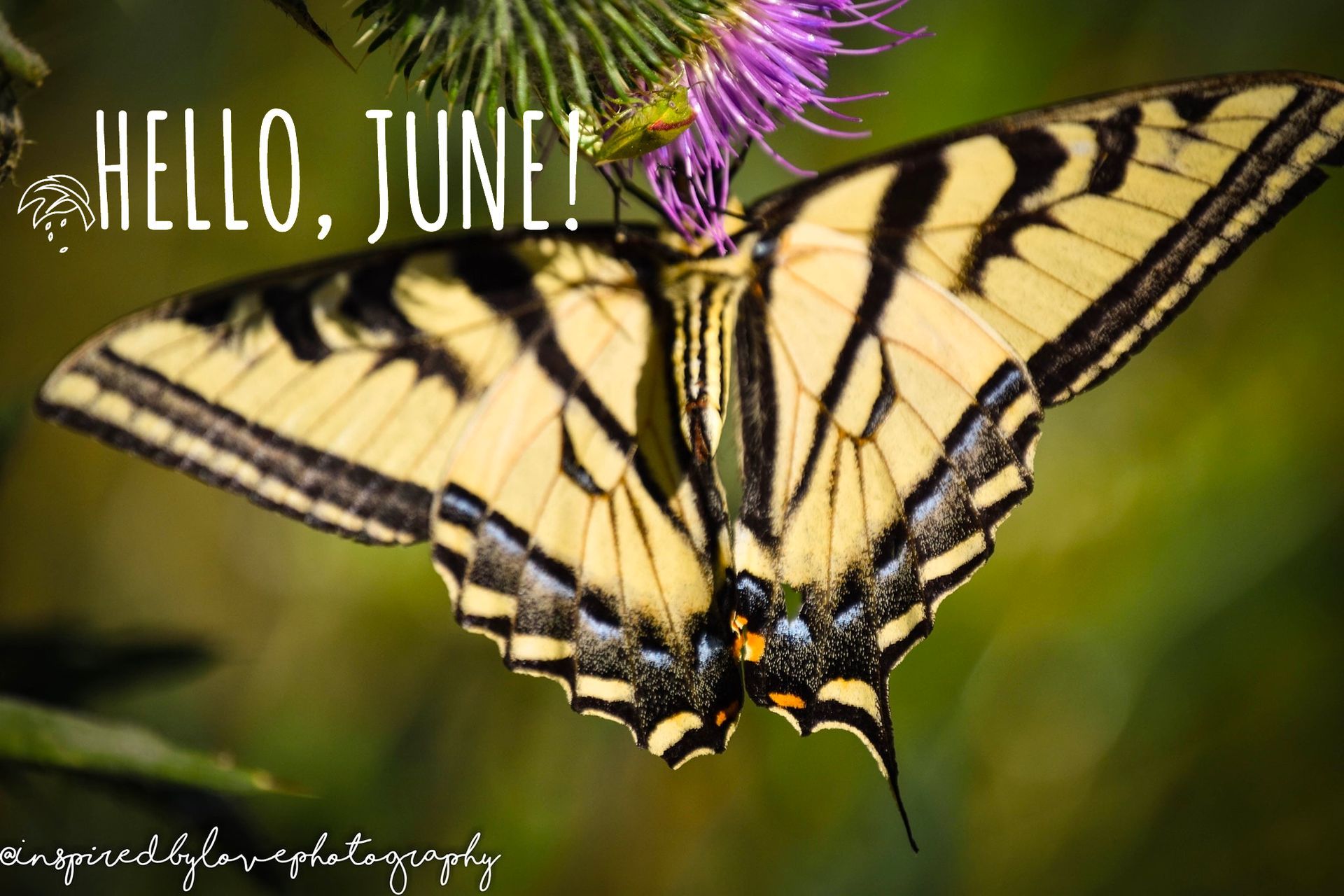 A butterfly is sitting on a flower with the words hello june written below it