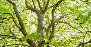 Looking up at a tree with lots of green leaves.