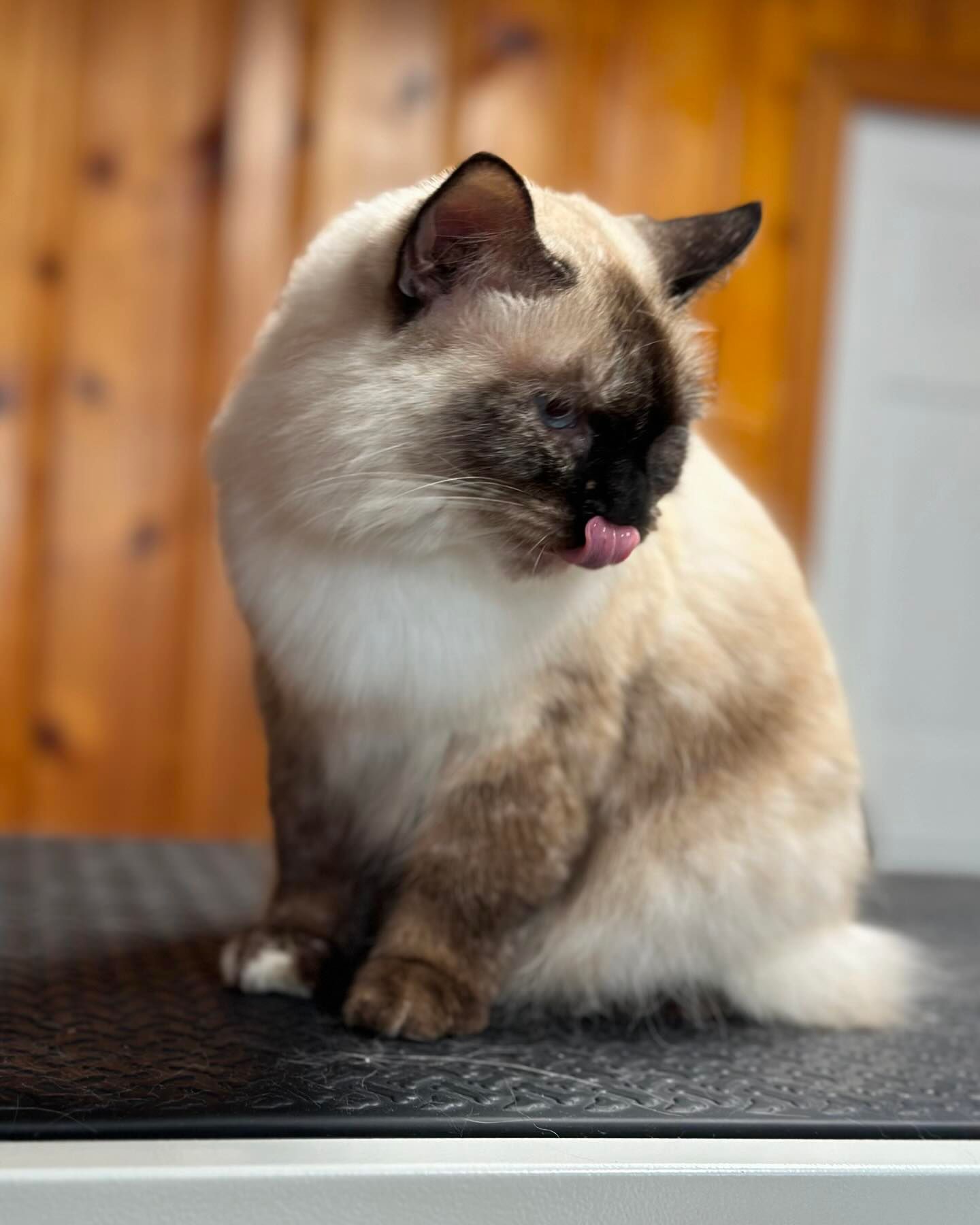A fluffy, cream-colored cat with brown markings licks its nose, sitting on a black surface.