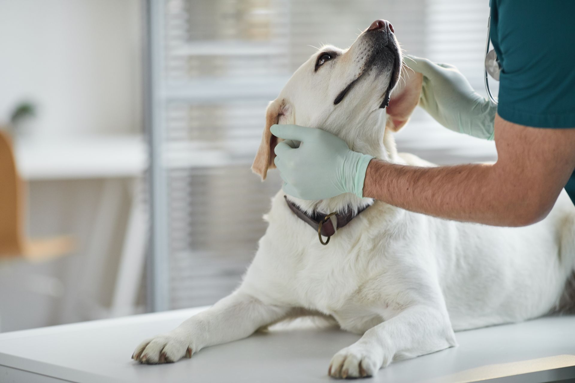 Dog getting examined by a veterinarian wearing gloves in a clinic.