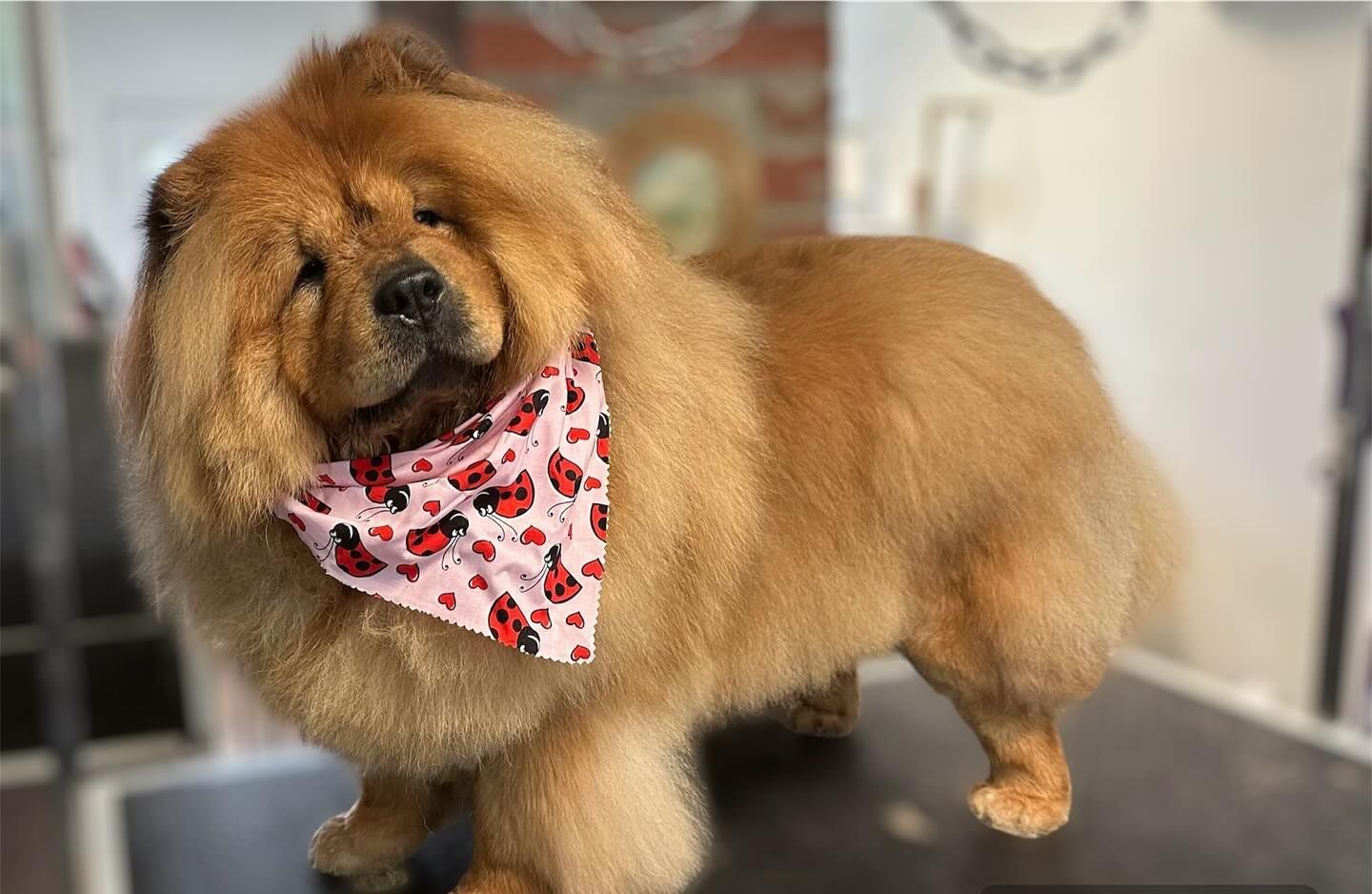 Fluffy Chow Chow dog with a ladybug bandana, standing on a grooming table.