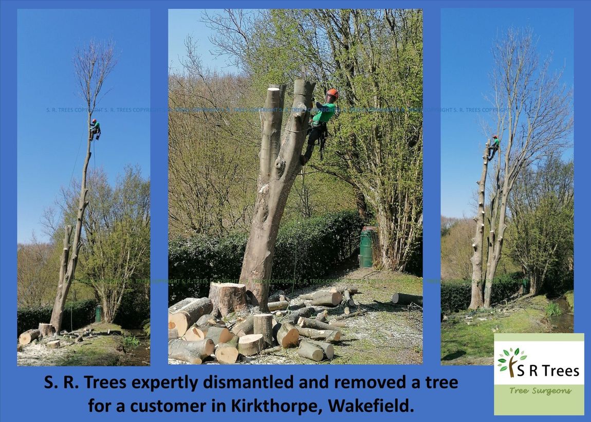 Tree surgeon near me S. R. Trees
