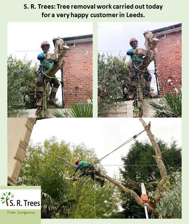 Tree surgeon near me S. R. Trees