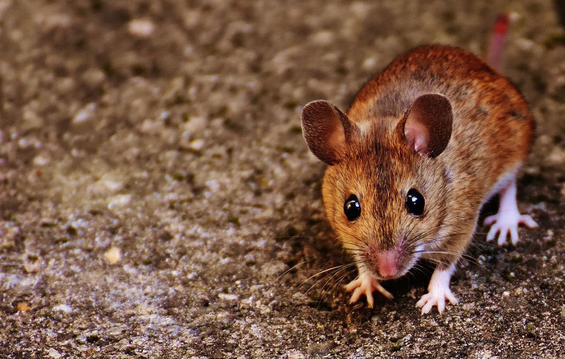 Brown mouse with dark eyes and pink nose on a textured gray surface.
