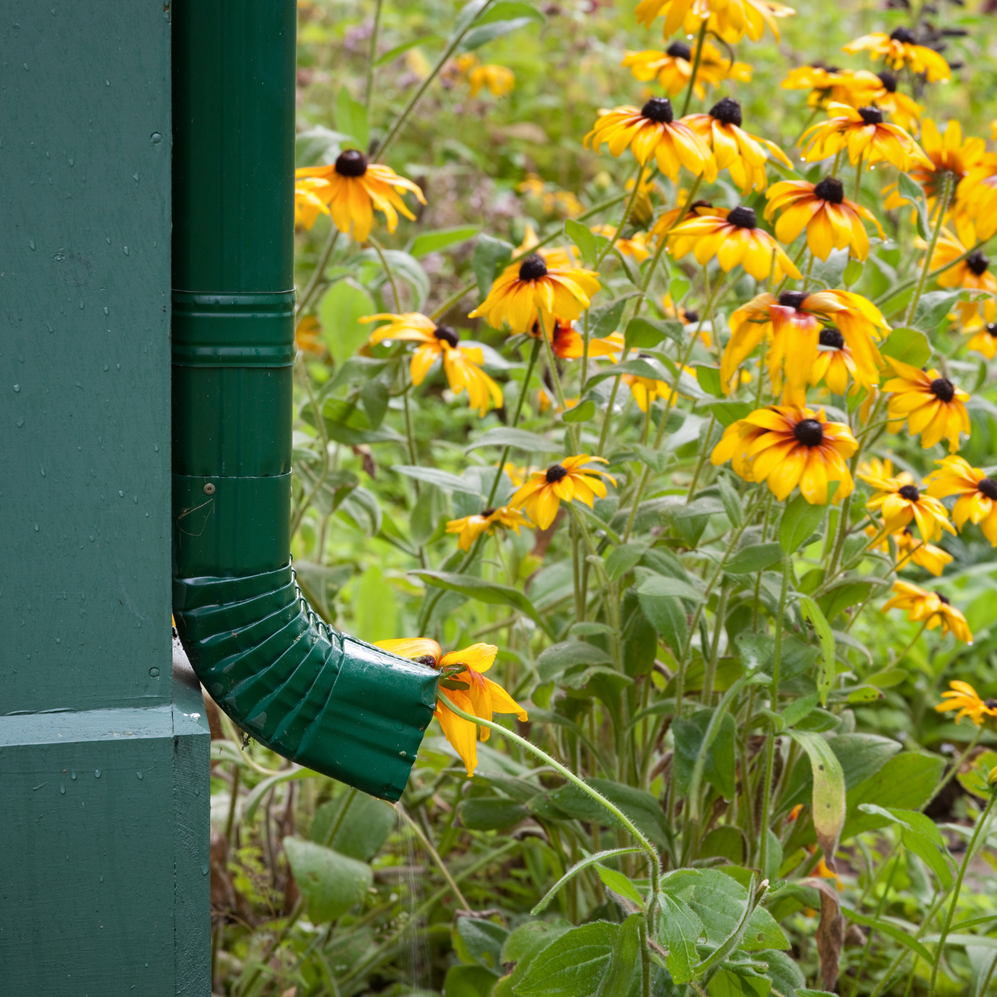 A green gutter with yellow flowers in the background