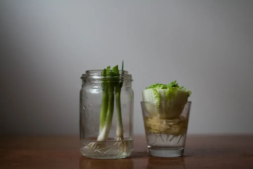 garlic and lettuce regrowing in glass jars with water