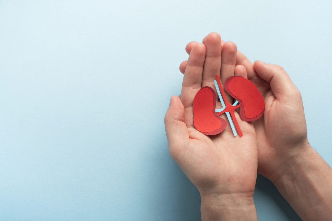 Kidney diagram in hands