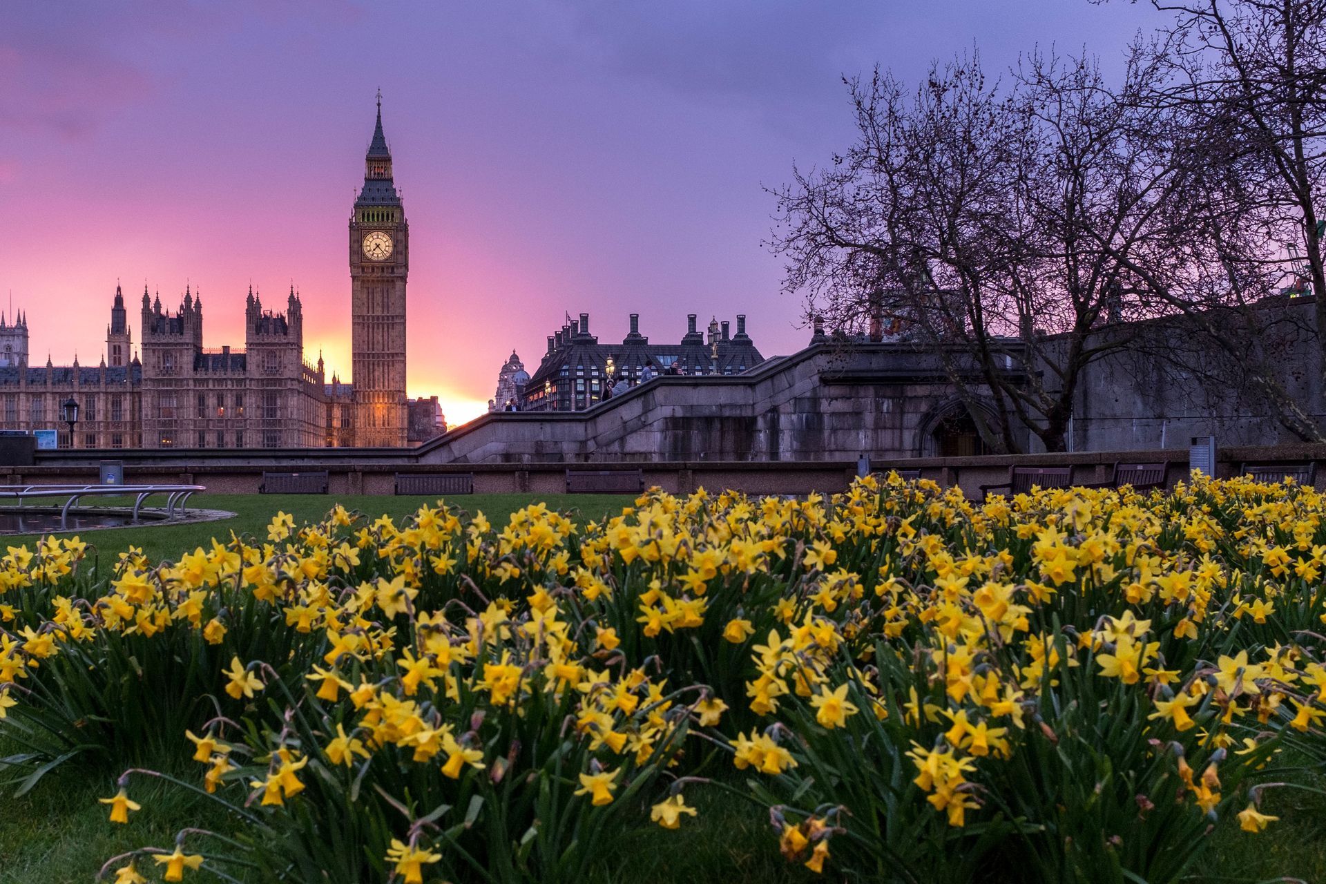 A field of yellow flowers with big ben in the background