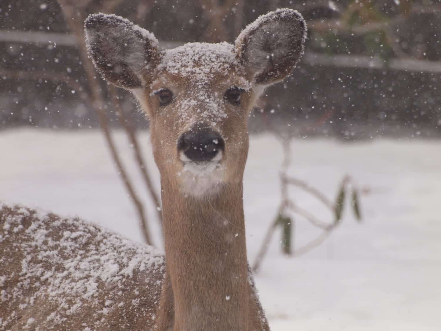 A deer covered in snow looks at the camera