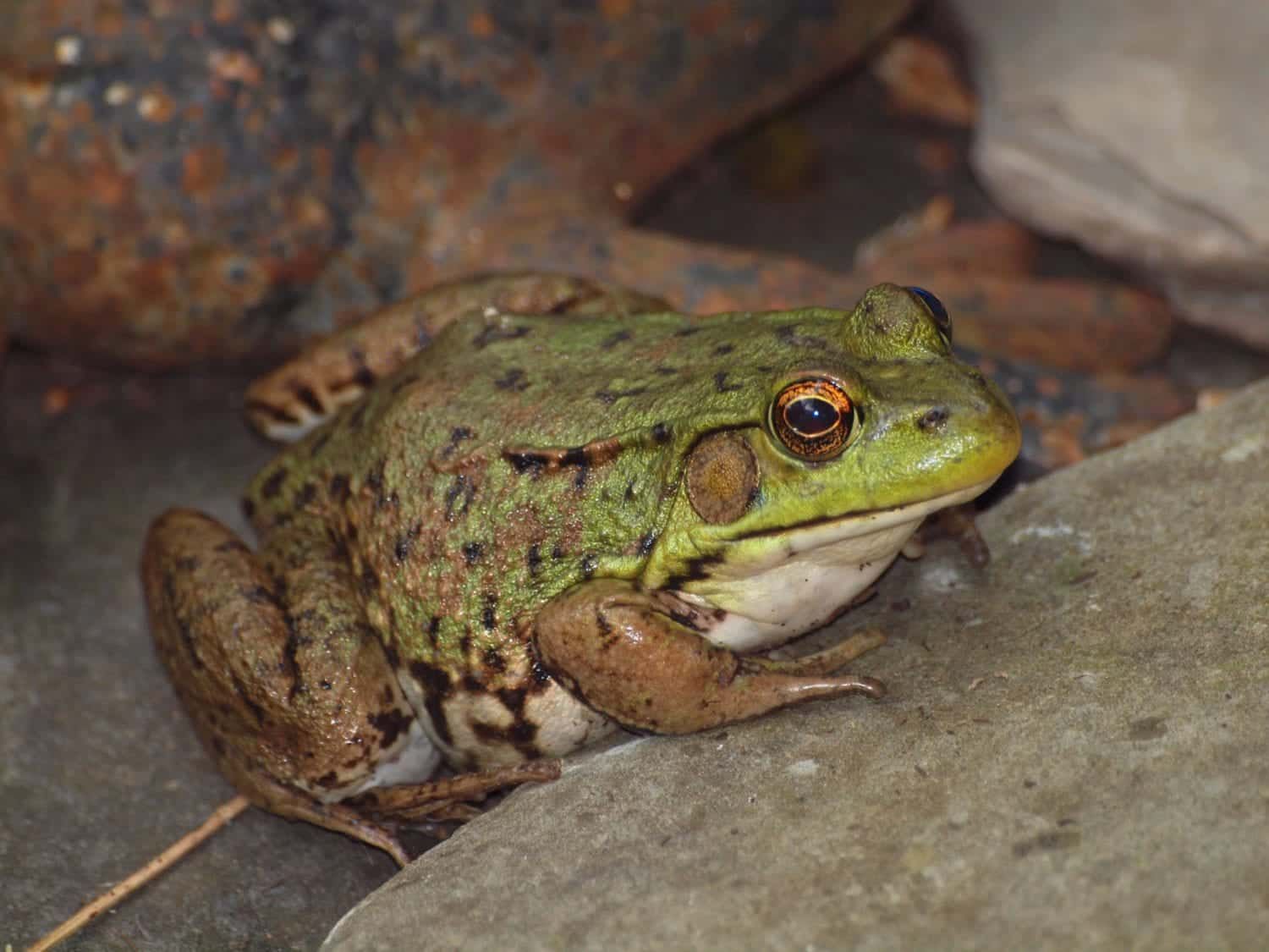 A green and brown frog is sitting on a rock.