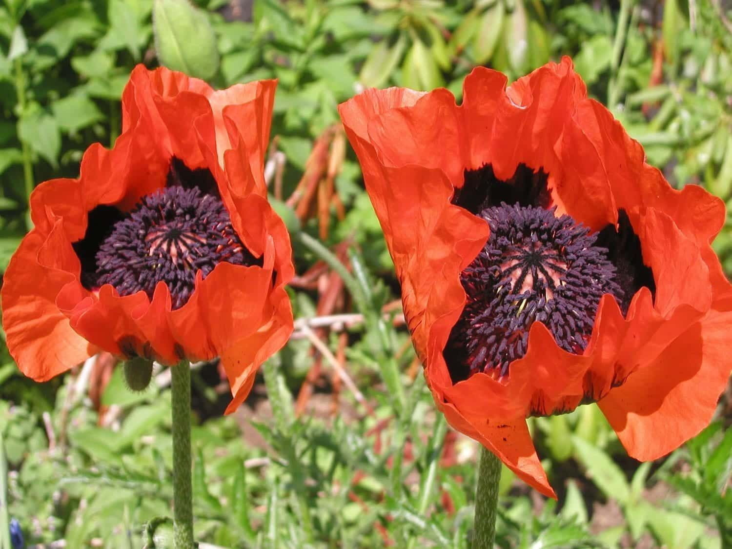 Two red poppies with black centers are growing in the grass.