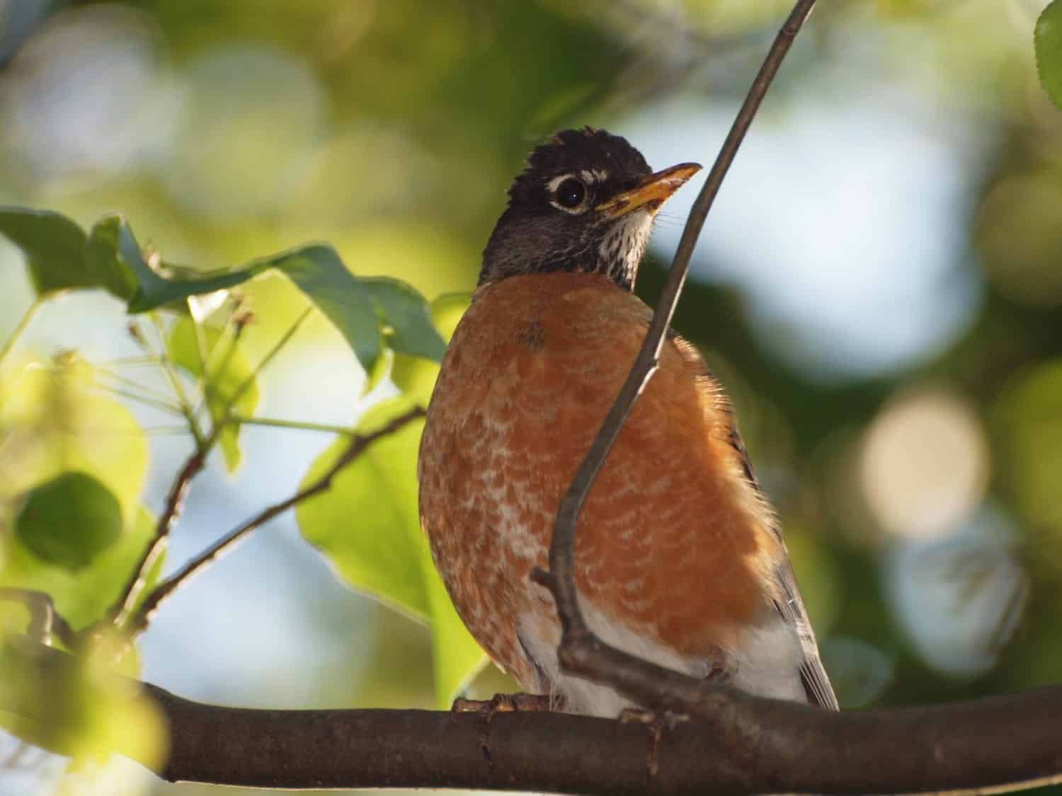 A brown and black bird perched on a tree branch