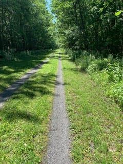 A dirt path going through a lush green forest.