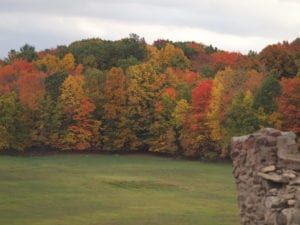 A field with trees in the background and a stone wall in the foreground.