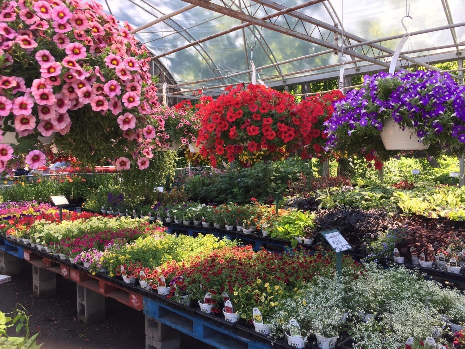 A greenhouse filled with lots of potted plants and flowers.