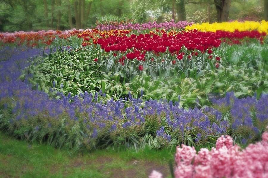 There are many different types of flowers in this garden.