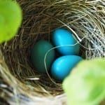 Three blue eggs are in a bird nest surrounded by green leaves.