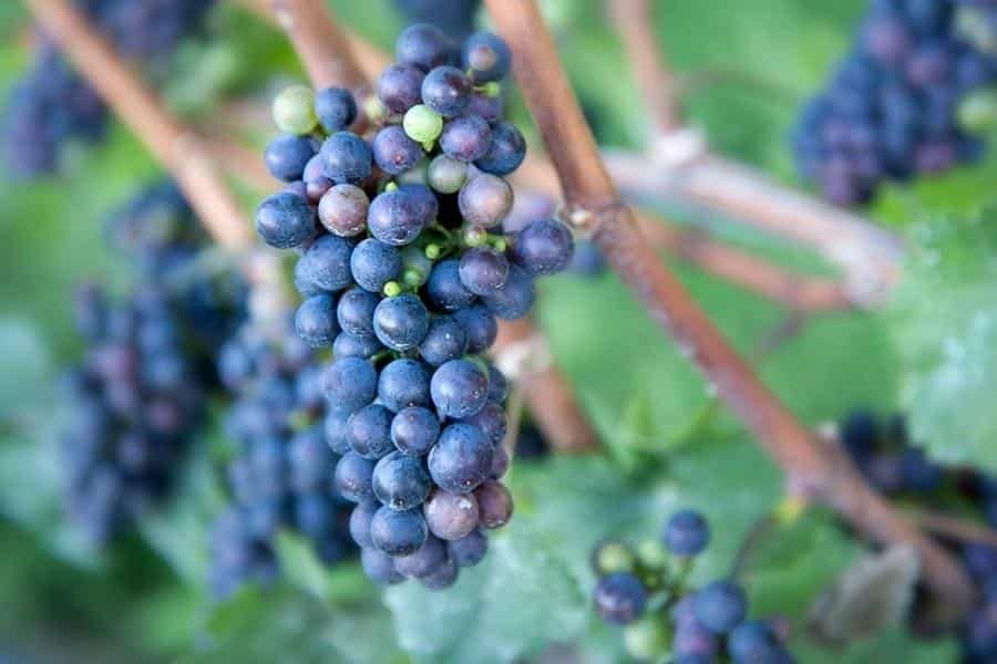 A bunch of blue grapes hanging from a vine.