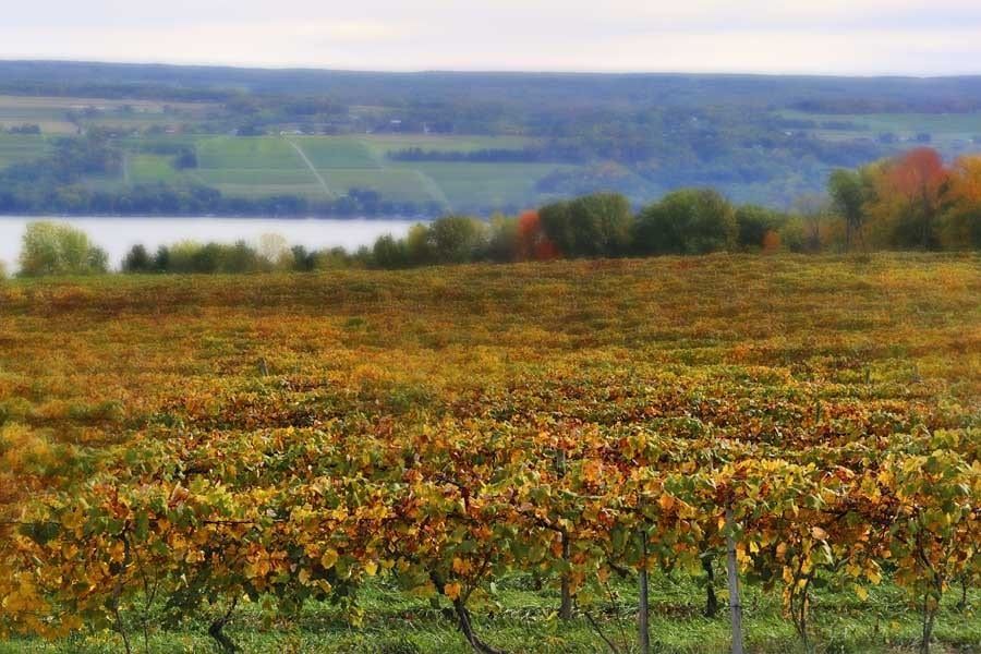A blurred image of a vineyard with a lake in the background.