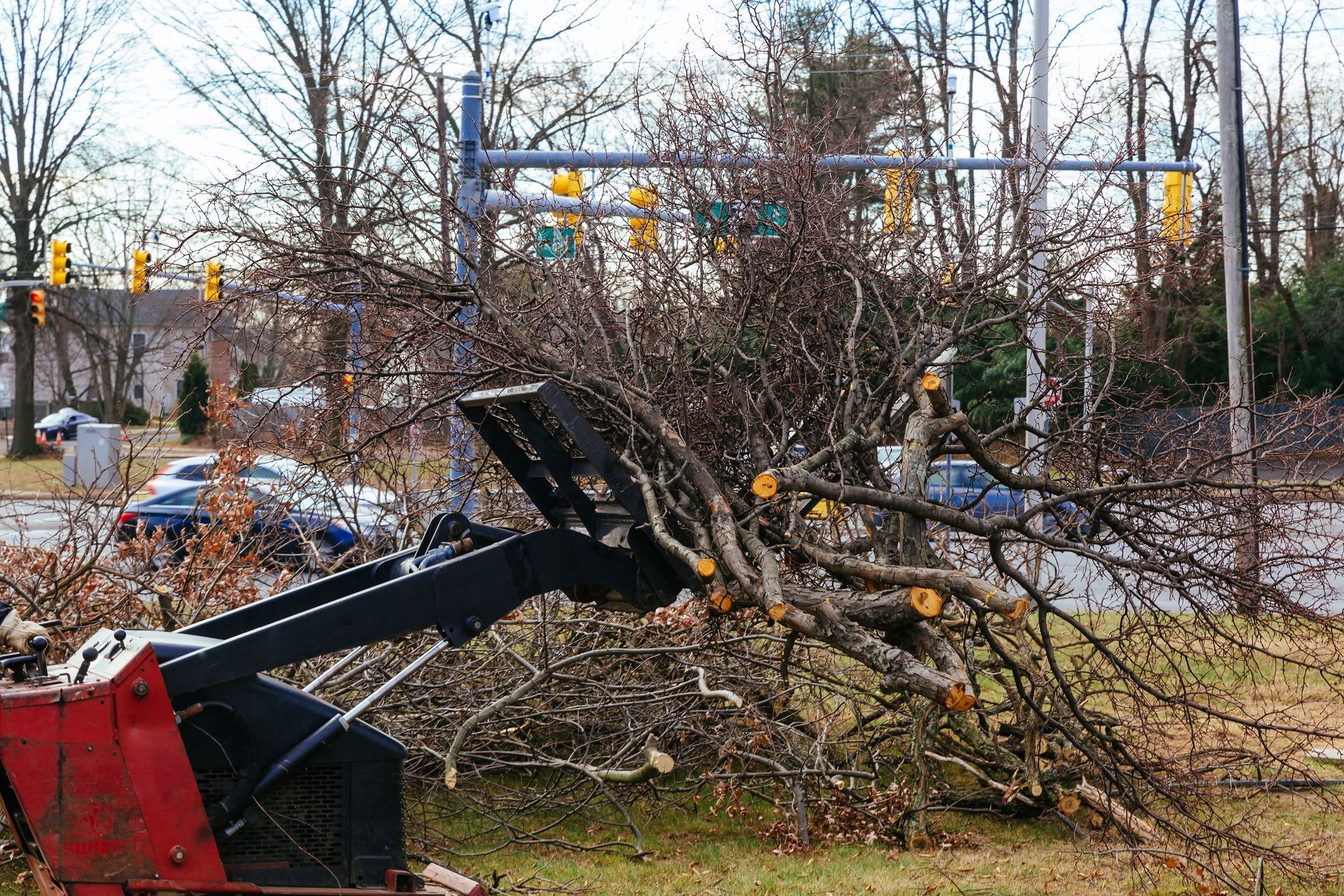 A red skid steer loader lifting a large, leafless tree branch near a road intersection with traffic lights.