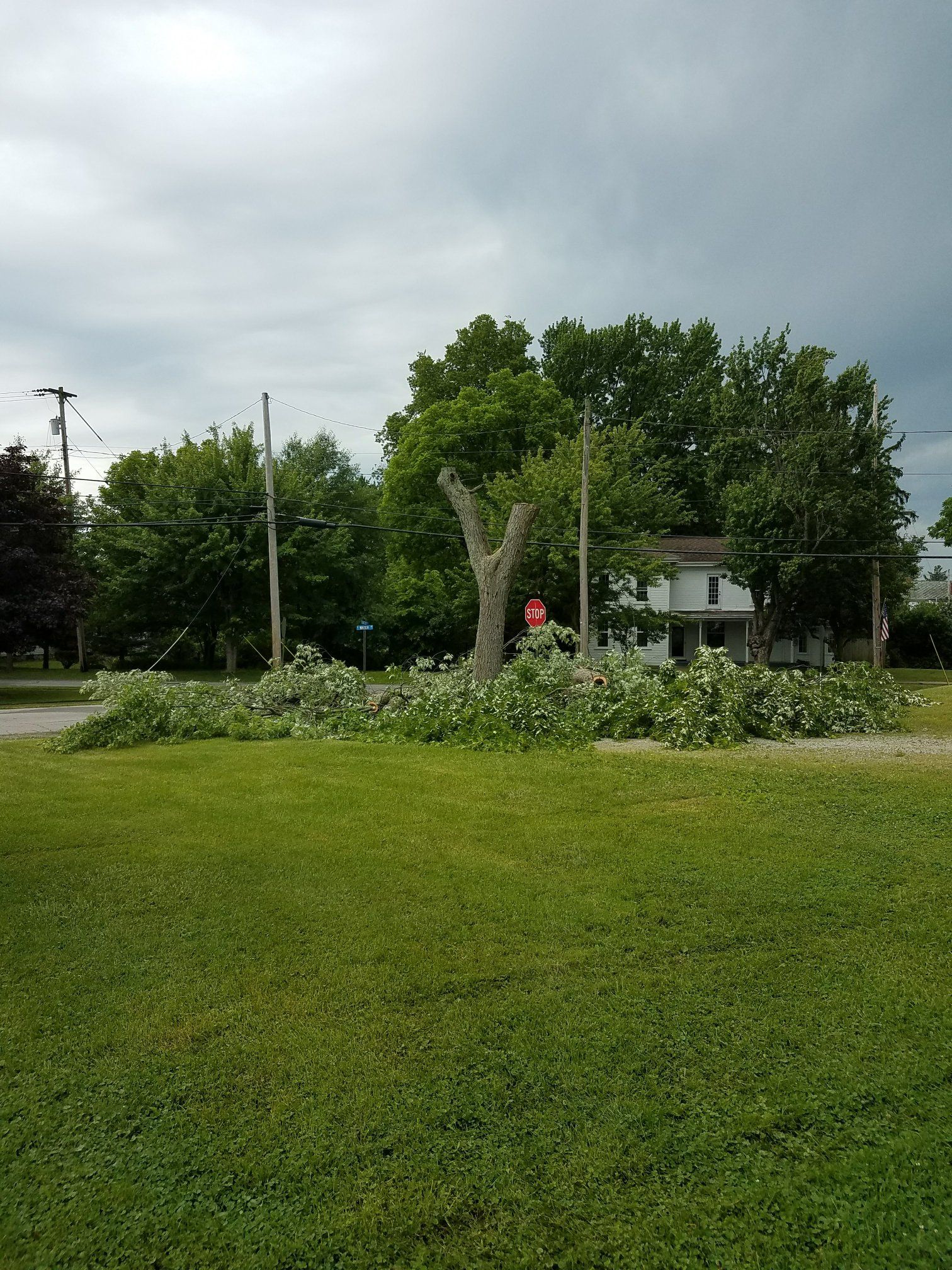A downed tree with branches scattered across a grassy lawn near a road, utility poles, and a house under a cloudy sky.