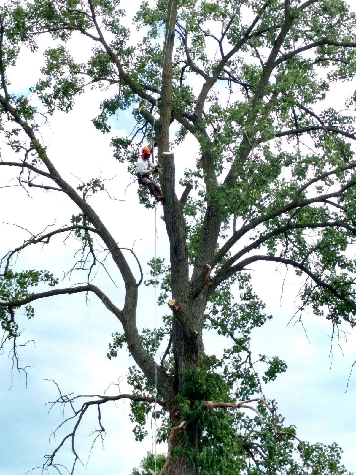 An arborist wearing a helmet and climbing gear works high in a large, leafy tree to trim branches.