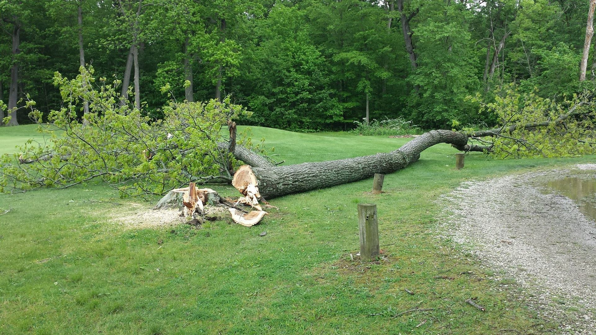 A large tree lies fallen on a grassy field, freshly cut at the base near a gravel path.