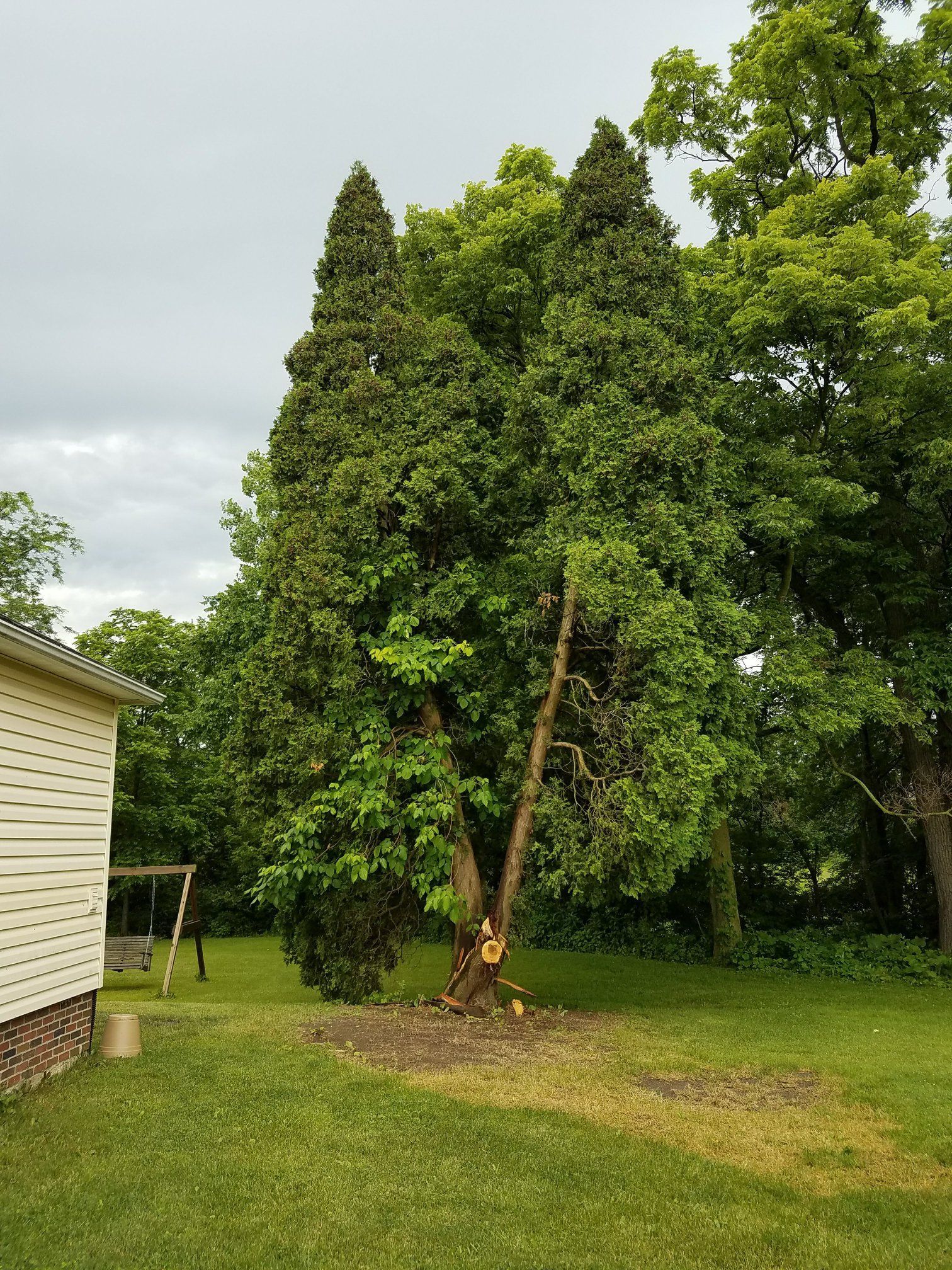 A partially cut evergreen tree with a damaged trunk standing near the side of a house in a grassy yard.