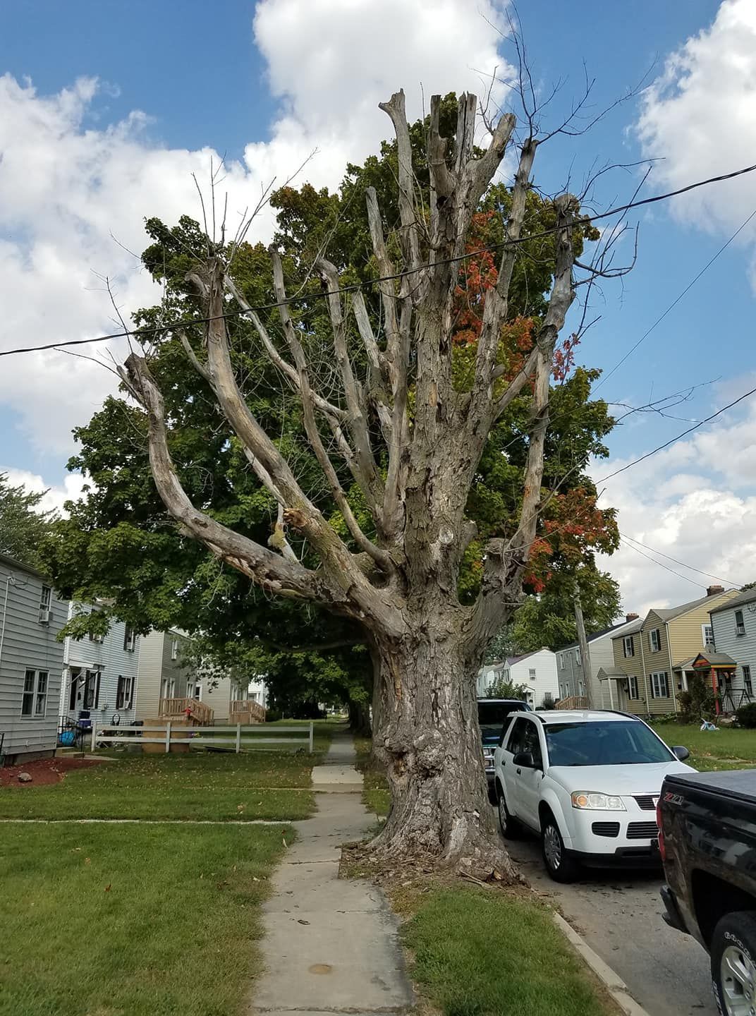 A large street tree with heavily pruned, stubby branches standing next to a sidewalk and parked cars in a neighborhood.