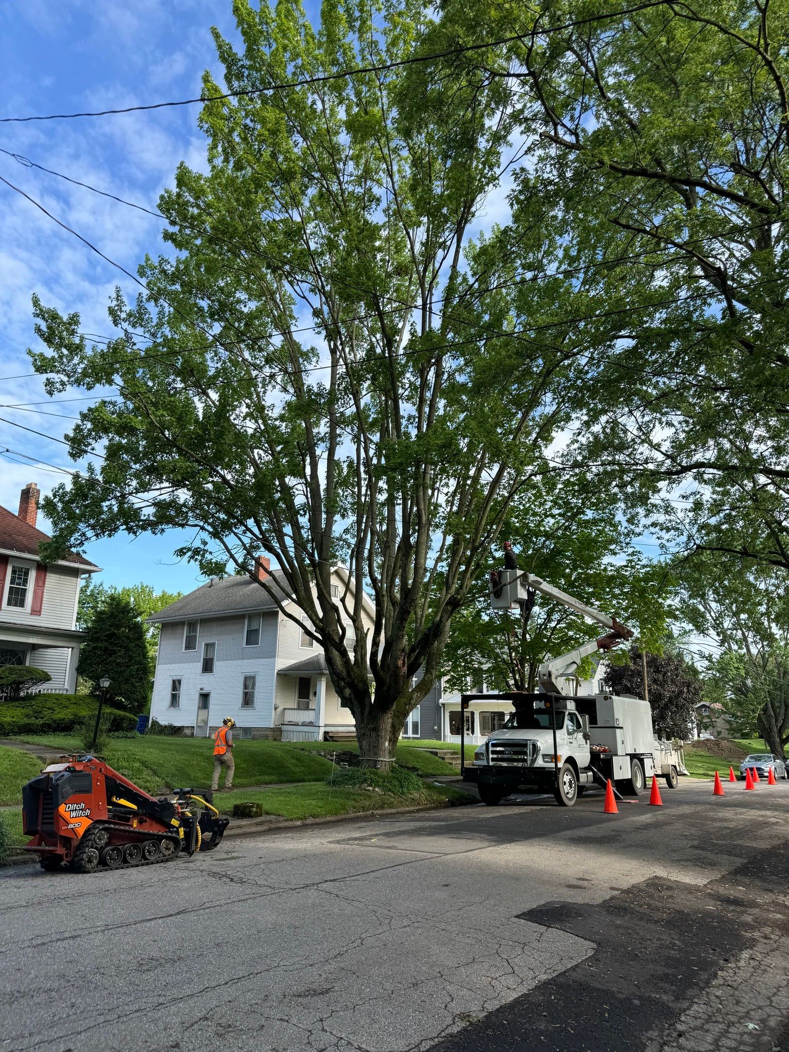 A tree service truck with a raised bucket arm parked on a residential street near a large, leafy tree.