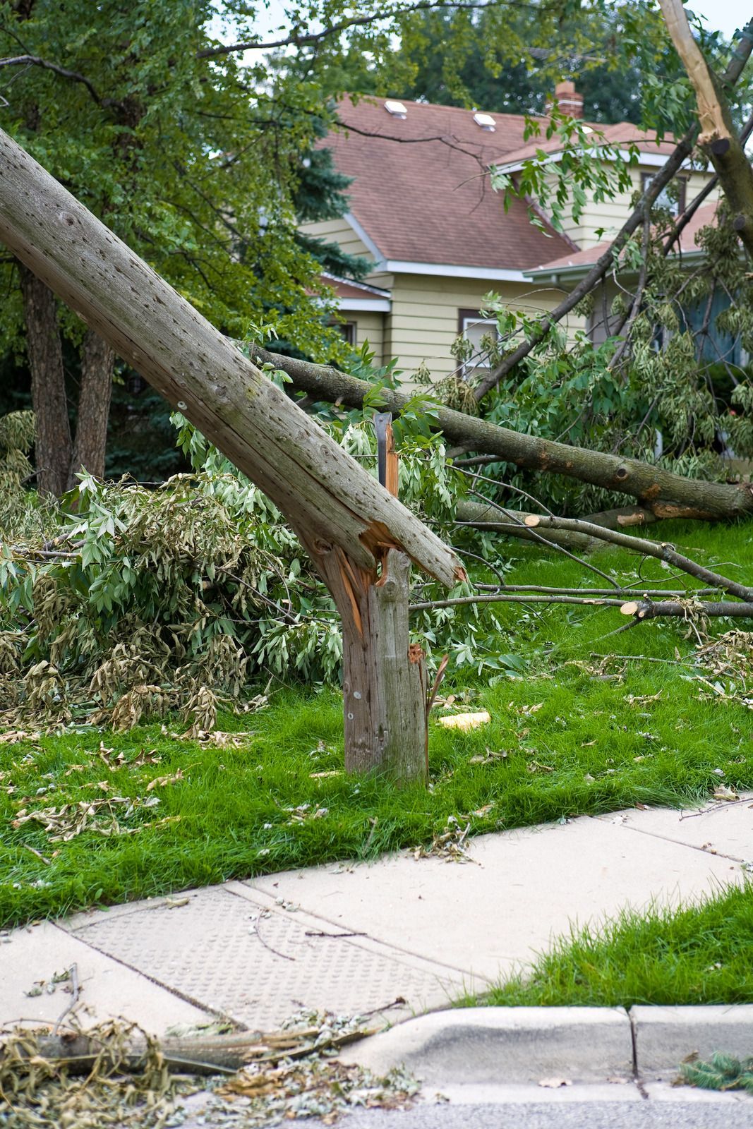 A fallen tree broken at the trunk lies across a residential front lawn near a sidewalk and a house.