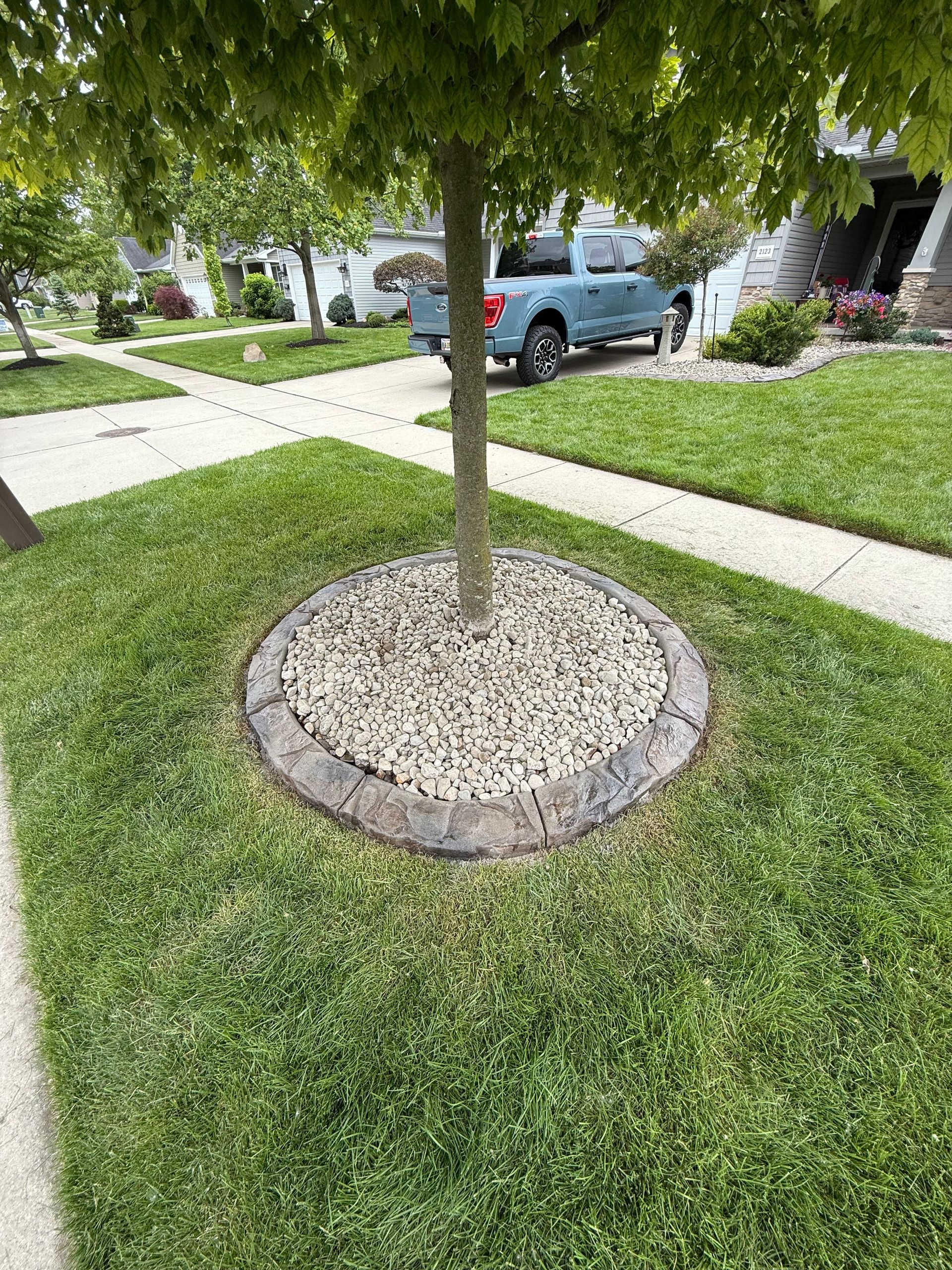 A young tree in a grassy yard, surrounded by a circular stone border filled with light-colored gravel.