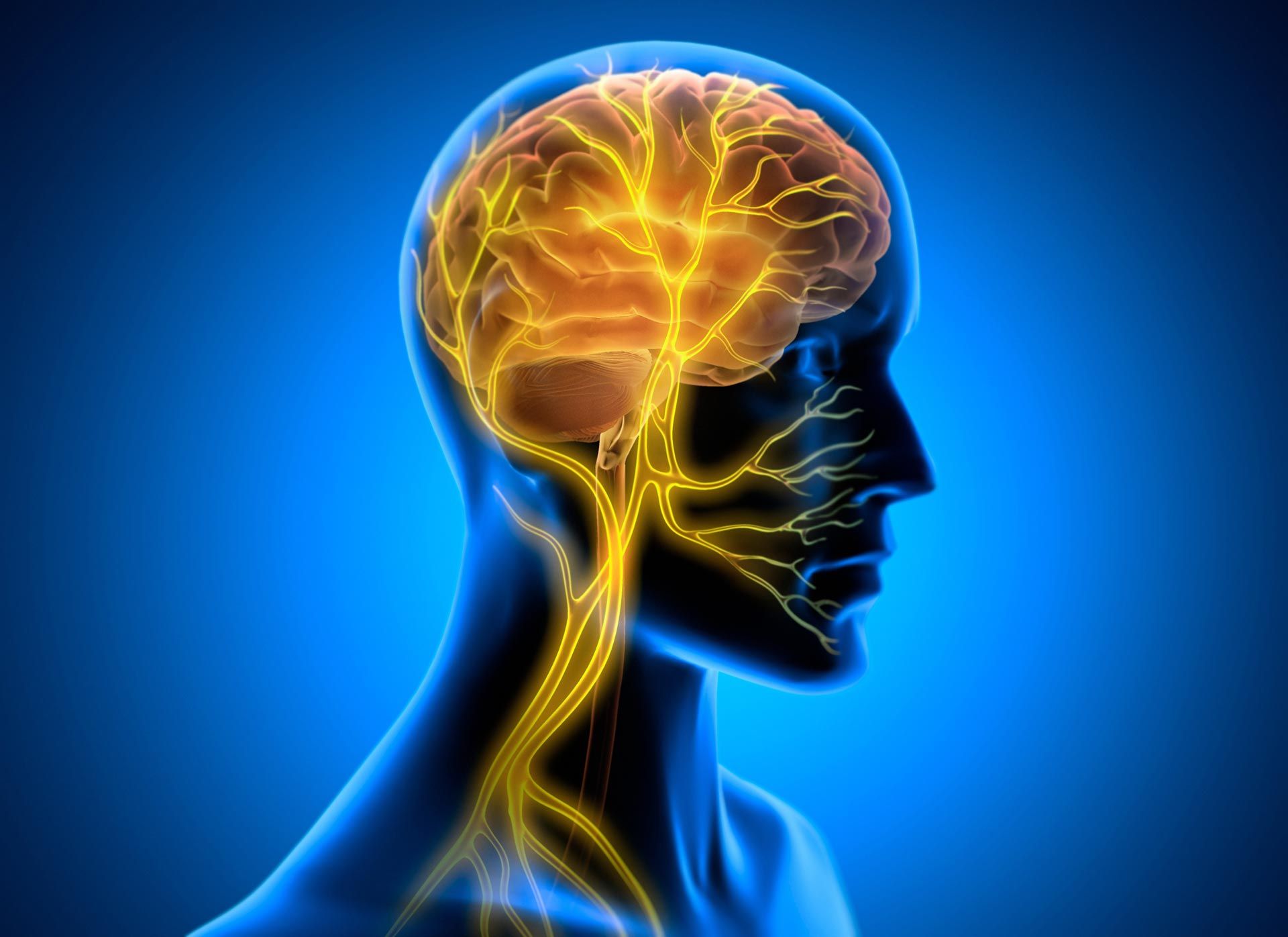 A computer generated image of a human head with a brain and nerves.