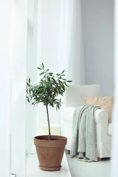 Olive Tree in Terracotta Pot Next to a White Armchair With a Blanket — Jodi Maree Interiors in Dubbo, NSW