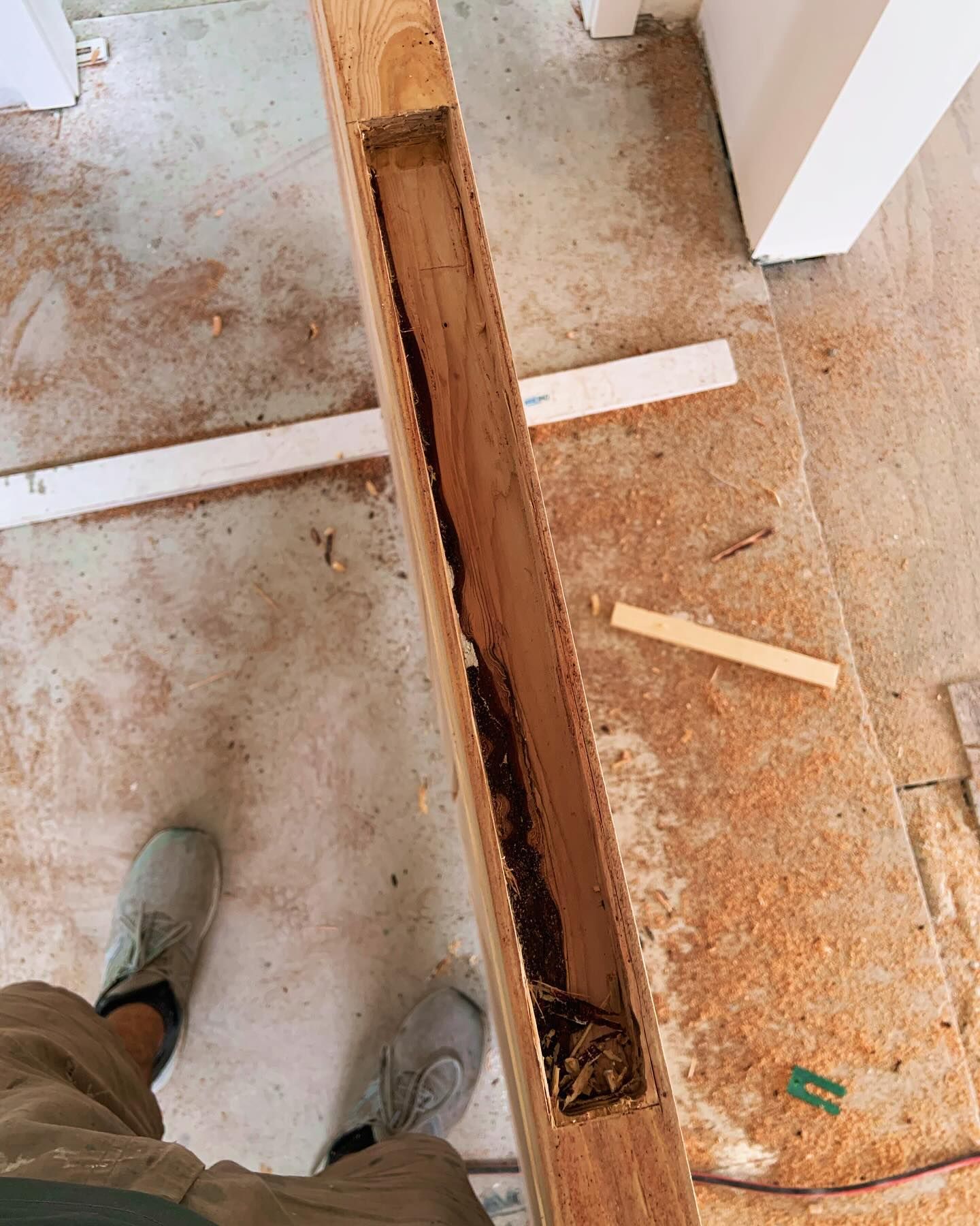 A high-angle shot shows a wooden door frame edge with a long, vertical rectangular cutout revealing termite damage inside.