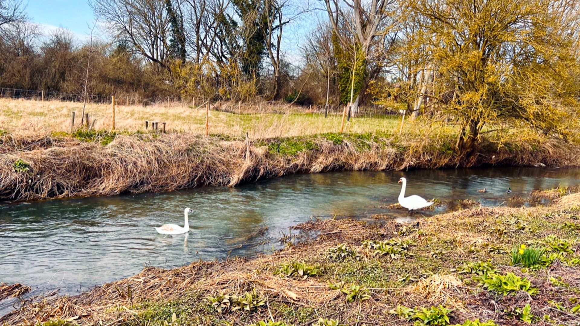 Acorn Autism Specialists swans