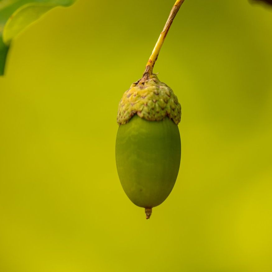 acorn-hanging-from-stem