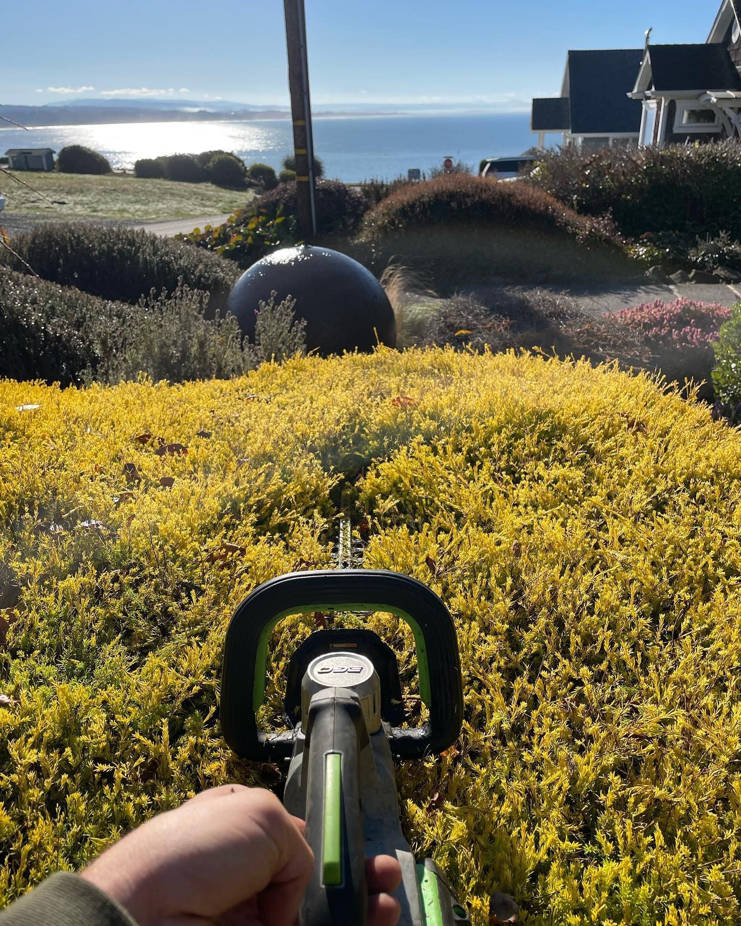 Man In Gloves Cut Branches Using Chainsaw - Arcata, CA - Ciotti Yard Maintenance