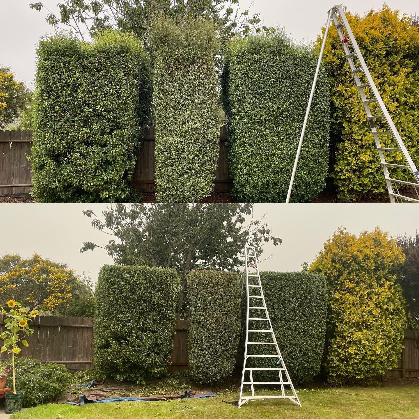 Man In Gloves Cut Branches Using Chainsaw - Arcata, CA - Ciotti Yard Maintenance