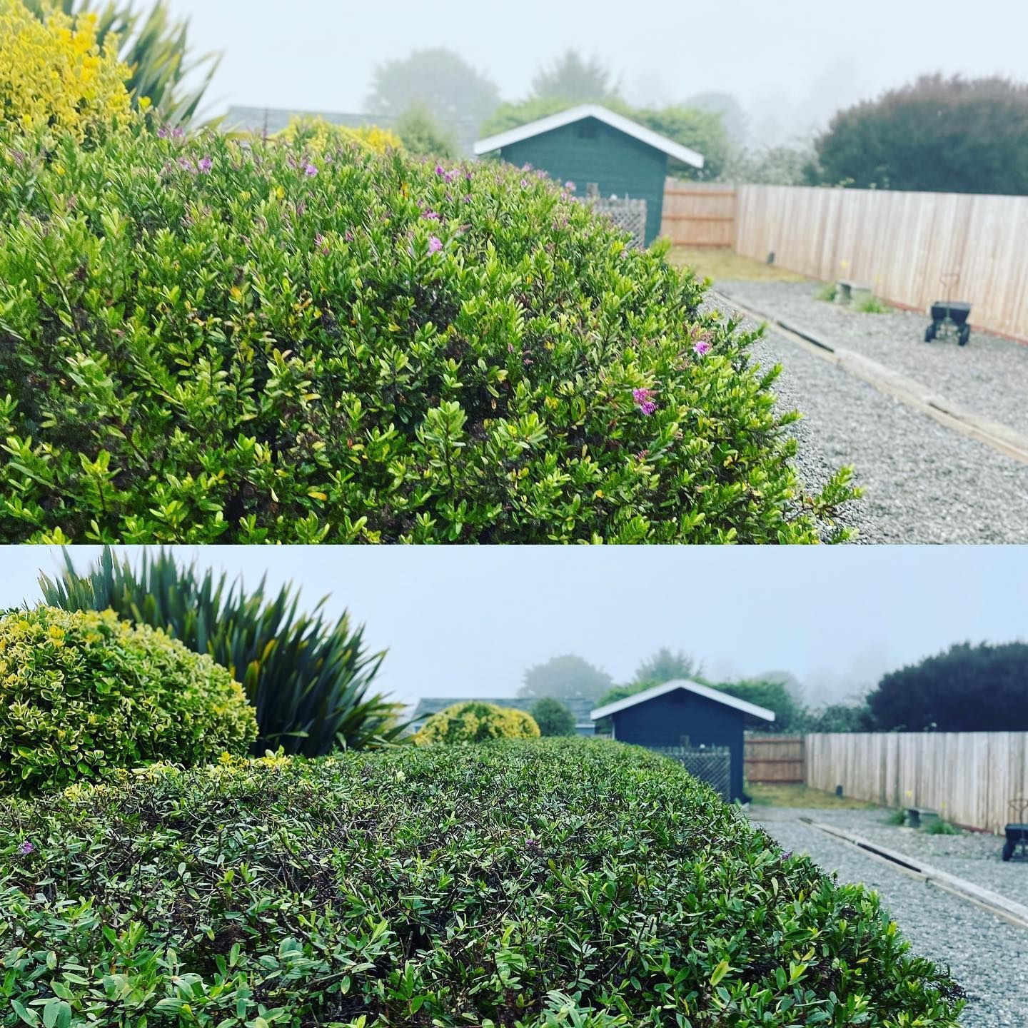 Man In Gloves Cut Branches Using Chainsaw - Arcata, CA - Ciotti Yard Maintenance