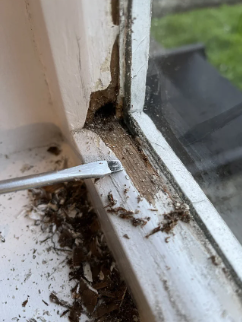 dry rot window repair Portland Oregon