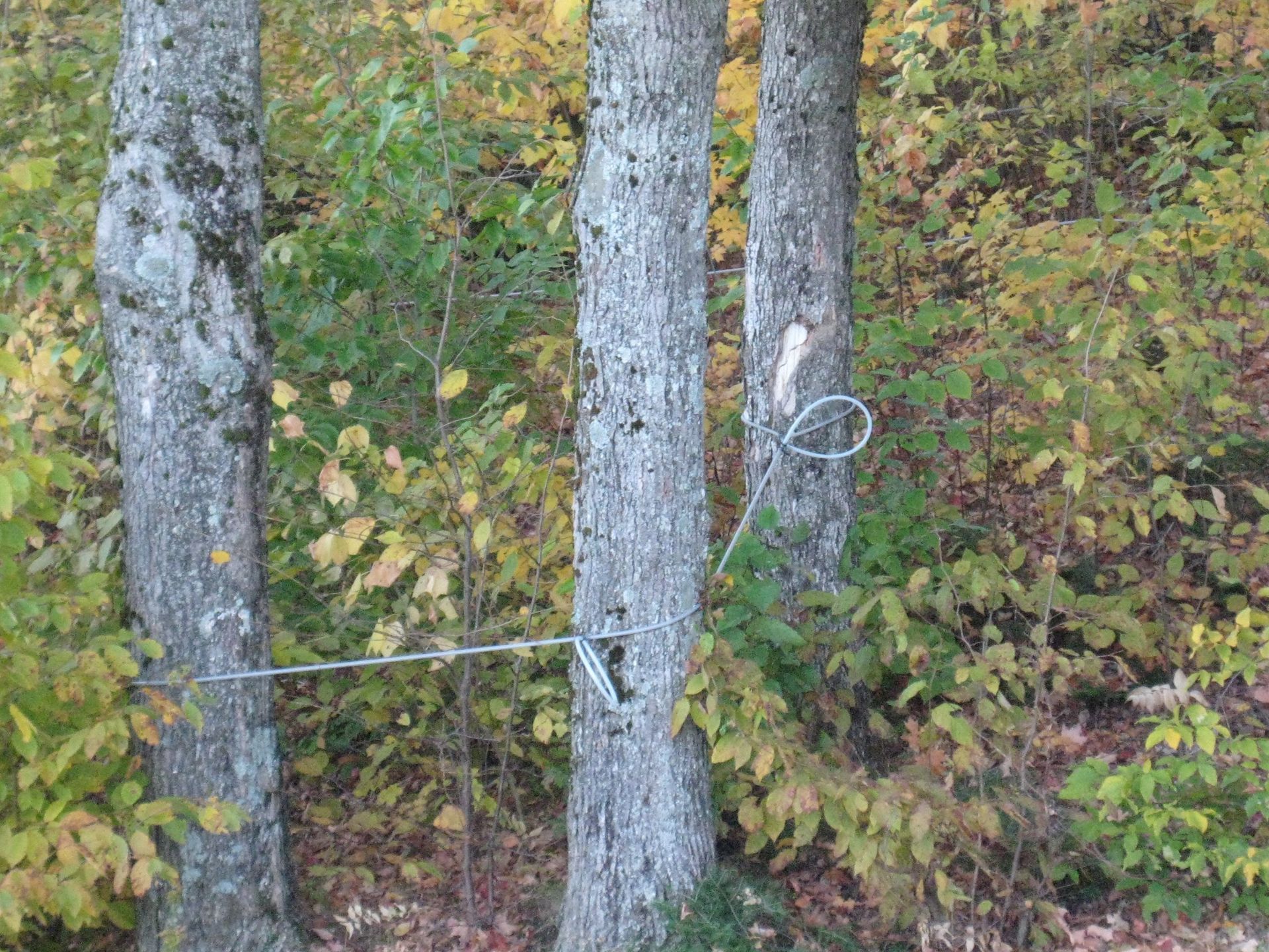 Eriks Maple Sugarbush in Kirby Vermont