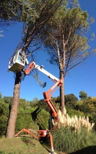 Piattaforma cingolata per potatura alberi