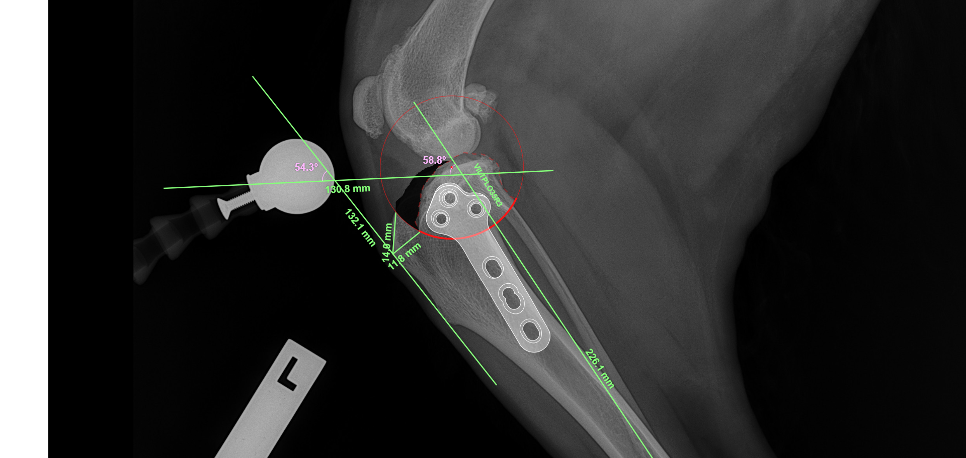 TPTL radiology of an animal — Westlakes Veterinary Hospital in Fennell Bay, NSW