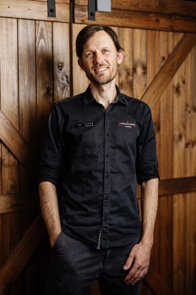 Dr. Josh Is Examining a Small Dog with A Stethoscope — Westlakes Veterinary Hospital in Fennell Bay, NSW