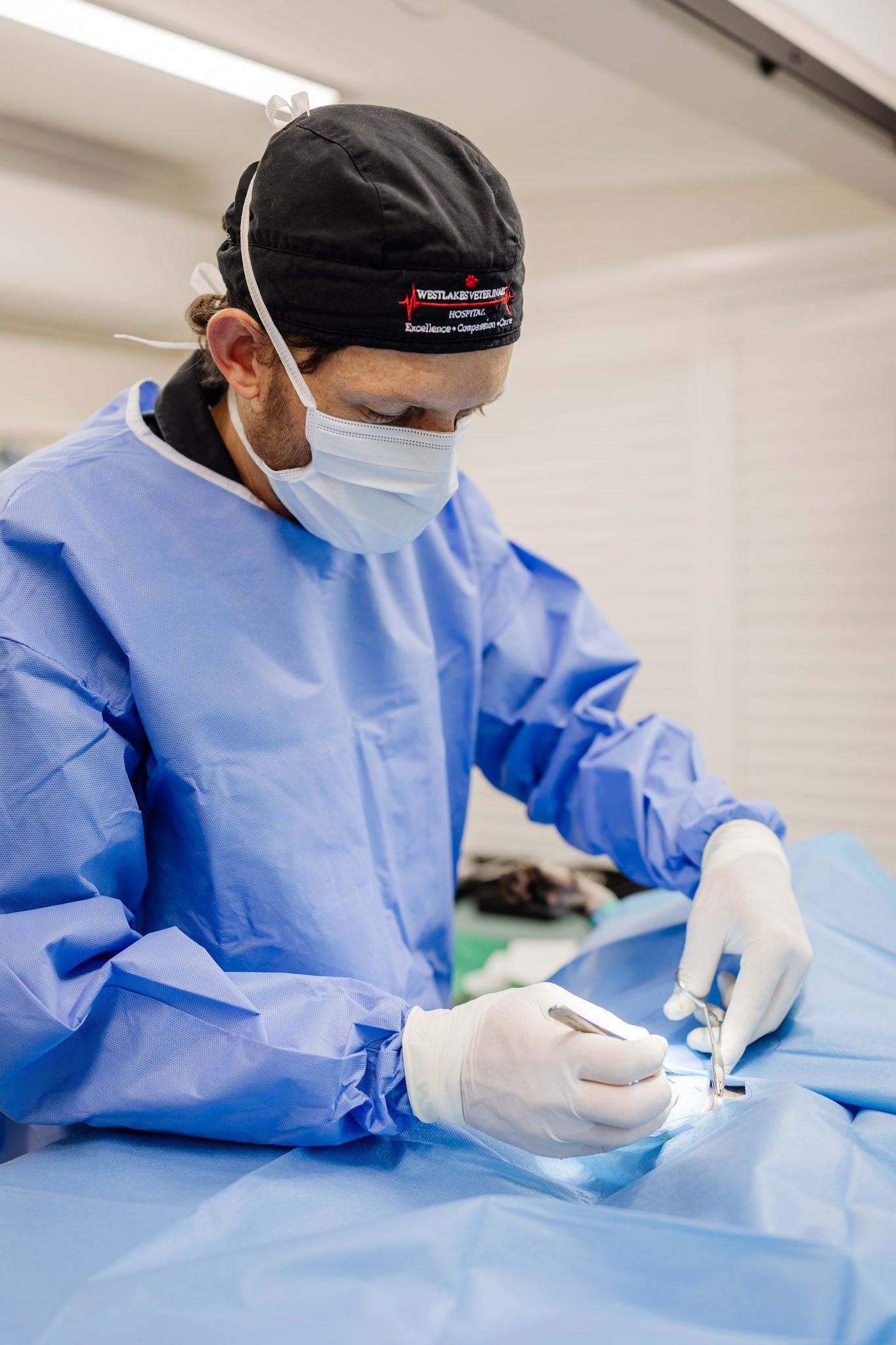 A Surgeon is Operating on a Cat With a Nurse in the Background — Westlakes Veterinary Hospital in Fennell Bay, NSW