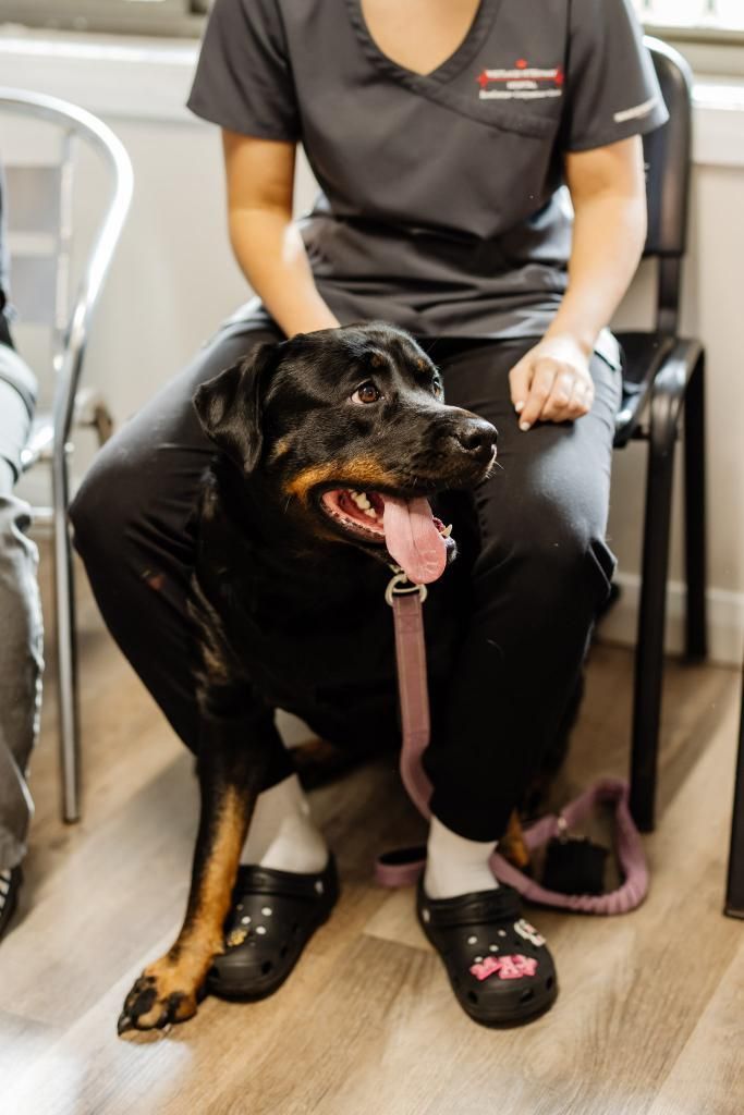 A Woman is Sitting in a Chair With a Dog on Her Lap — Westlakes Veterinary Hospital in Fennell Bay, NSW
