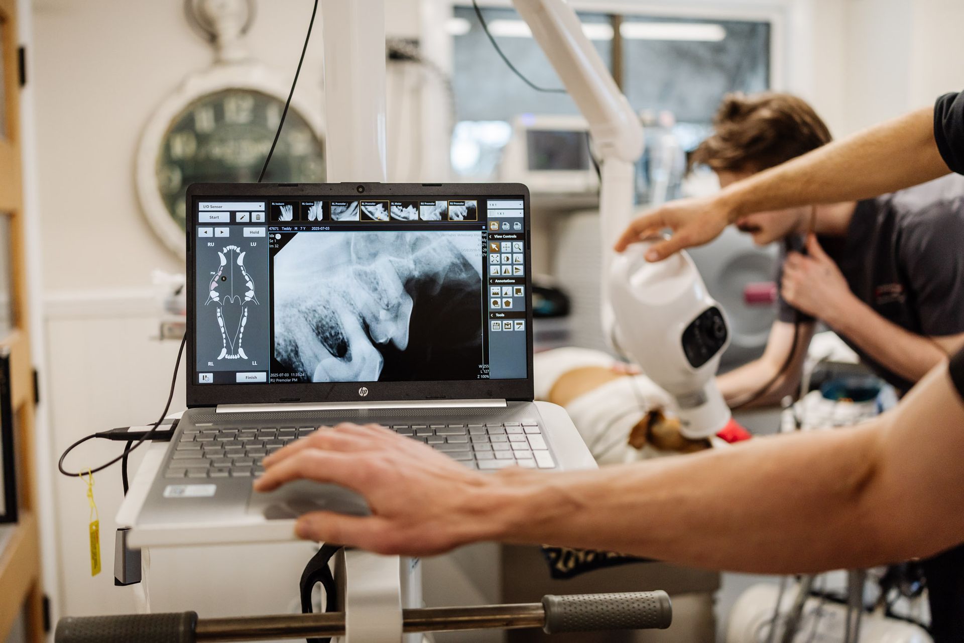 Laptop displaying an X-ray of an animal. Two people in a veterinary setting— Westlakes Veterinary Hospital in Fennell Bay, NSW