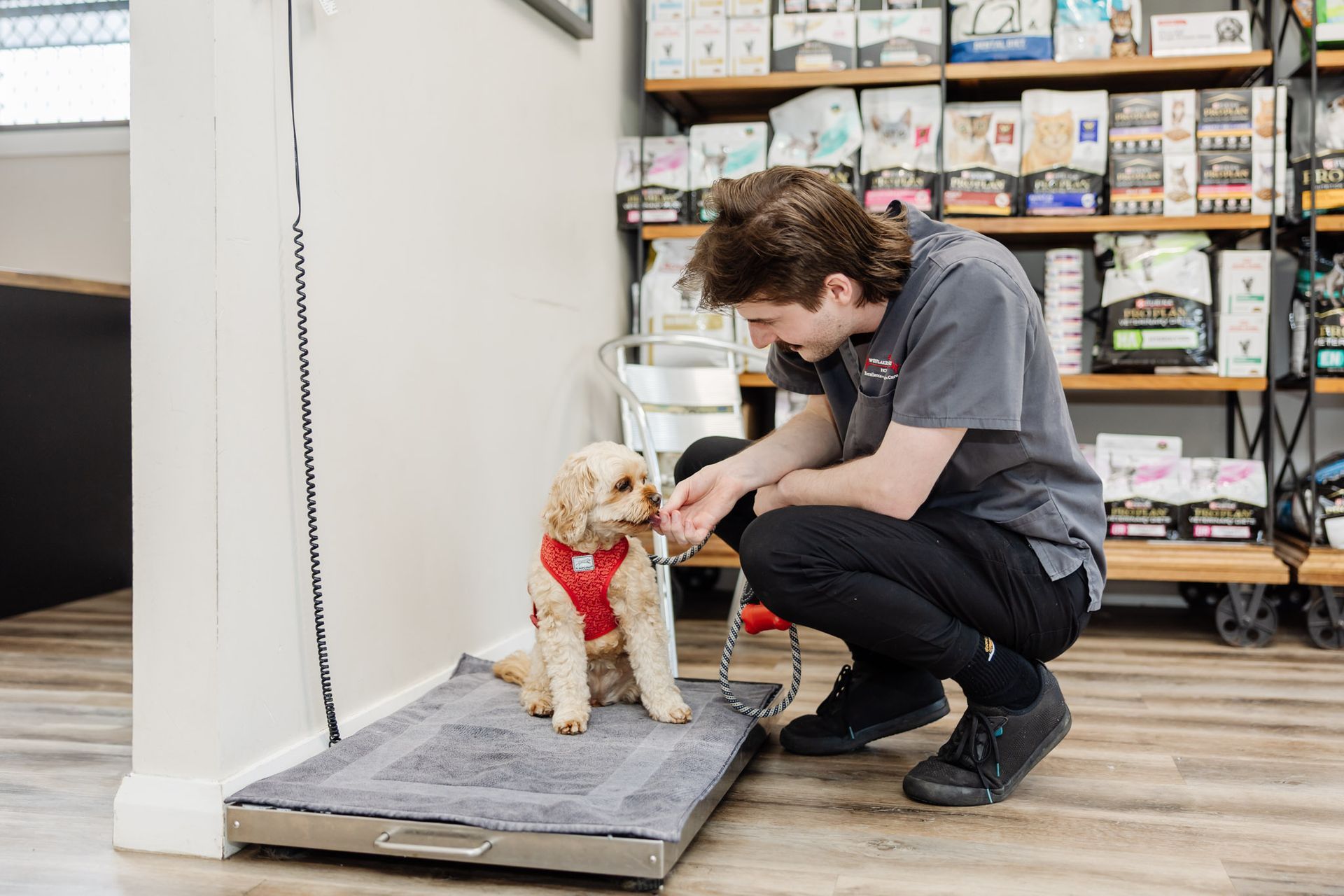 Veterinarian Crouching Next to a Small Dog on a Scale — Westlakes Veterinary Hospital in Fennell Bay, NSW