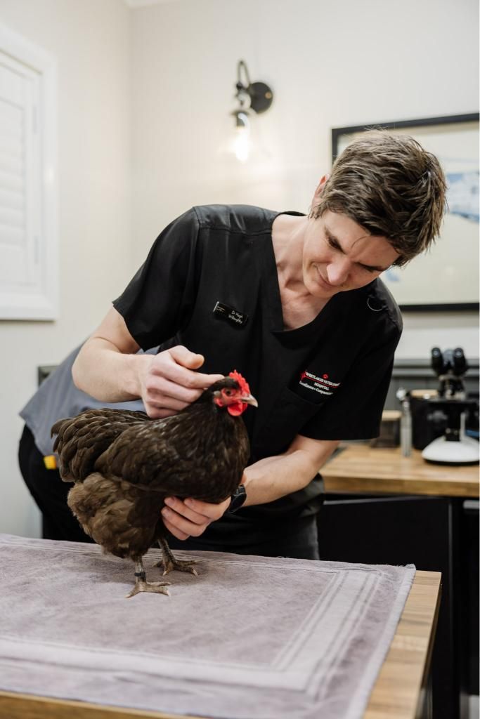 A Veterinarian is Examining a Chicken on a Table — Westlakes Veterinary Hospital in Fennell Bay, NSW